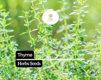 1100 Seeds Thyme (Thymus vulgaris) – Culinary Herb for Cooking, Seasoning, and Pollinator-Friendly Gardens