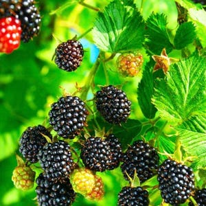 May include: A cluster of blackberries on a green leafy vine, showing various stages of ripeness from light green and red to deep black. The berries have a textured, bumpy surface and are attached to thin stems surrounded by serrated green leaves.