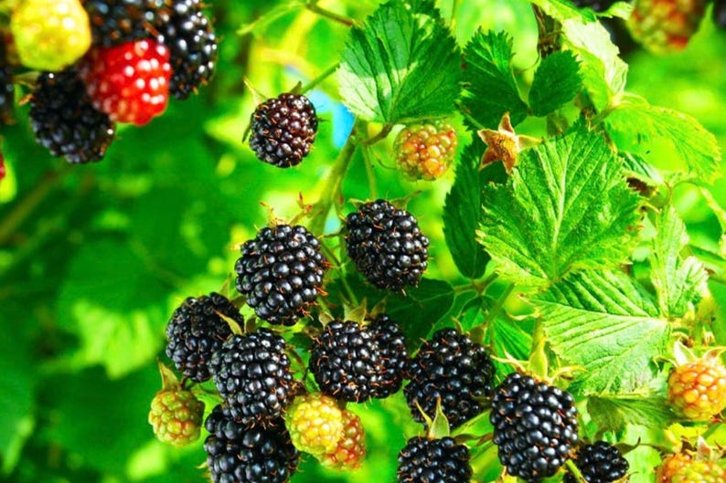 May include: A cluster of blackberries on a green leafy vine, showing various stages of ripeness from light green and red to deep black. The berries have a textured, bumpy surface and are attached to thin stems surrounded by serrated green leaves.