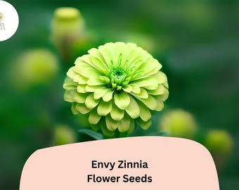 100+ Envy Zinnia Seeds – Unique Green Blooms for Summer Gardens & Cut Flowers