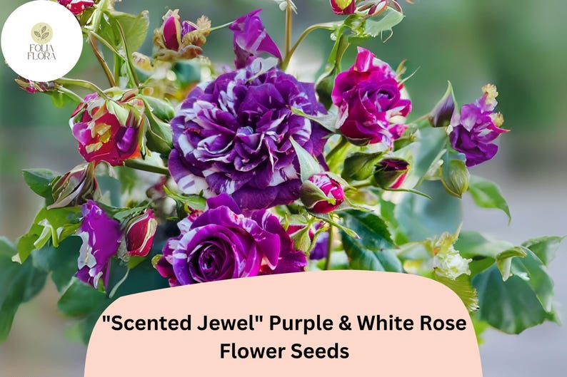 Może przedstawiać: Zbliżenie bukietu fioletowo-białych r&oacute;ż "Scented Jewel". Kwiaty mają uderzający wz&oacute;r fioletowych i białych pask&oacute;w i plam. Na zdjęciu widoczne są r&oacute;wnież zielone liście i pąki.
