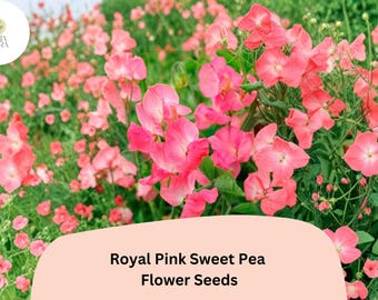 Royal Pink Sweet Pea Seeds | Lathyrus odoratus Climbing Vine (50+ Seeds) for Garden Planting
