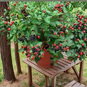 May include: A potted blackberry plant with vibrant green leaves and numerous clusters of berries in various stages of ripeness, ranging from bright red to deep black, contained within a simple terracotta-colored plastic pot.