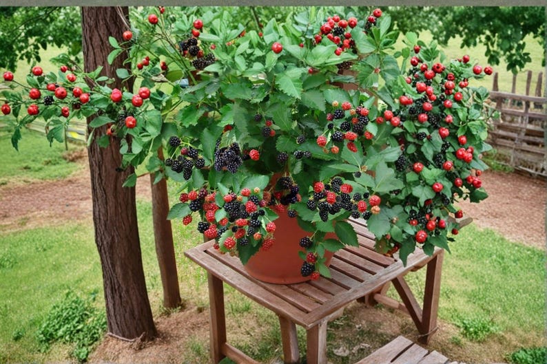 May include: A potted blackberry plant with vibrant green leaves and numerous clusters of berries in various stages of ripeness, ranging from bright red to deep black, contained within a simple terracotta-colored plastic pot.