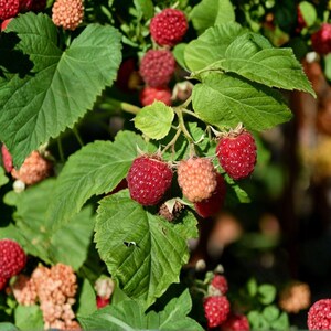 May include: A cluster of ripe red raspberries and several pale orange, unripe berries growing on a green leafy bush. The raspberries have a textured, bumpy surface and are attached to thin stems surrounded by serrated, vibrant green leaves.