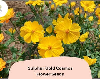 Sulphur Gold Cosmos Seeds | Bright Yellow-Orange Blooms