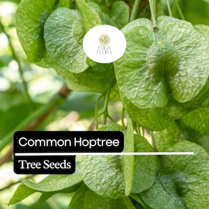 May include: Close-up of green Common Hoptree tree seeds. The seeds are clustered together and have a textured surface. The text "Common Hoptree Tree Seeds" is visible at the bottom of the image.