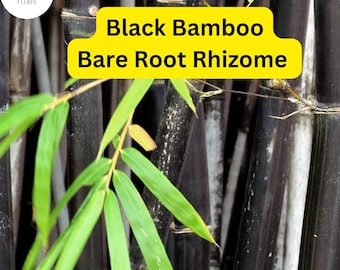 Black Bamboo Phyllostachys Nigra, Live Bare Root Plant (3 Fresh Rhizomes), Ornamental Privacy Screen