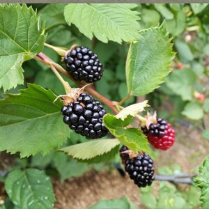 May include: A cluster of ripe blackberries hanging from a green leafy vine. The berries are dark, textured, and spherical, with one partially ripening berry showing a transition from red to black. The leaves are serrated and bright green.