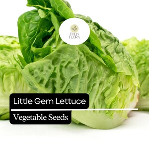May include: Fresh Little Gem lettuce heads with vibrant green leaves. The image features several heads of lettuce, showcasing their compact shape and textured leaves. Text on the image reads "Little Gem Lettuce Vegetable Seeds".