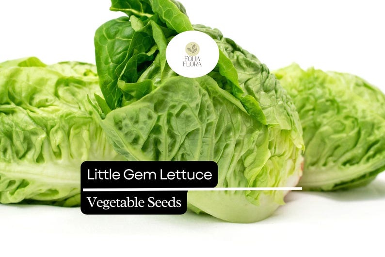 May include: Fresh Little Gem lettuce heads with vibrant green leaves. The image features several heads of lettuce, showcasing their compact shape and textured leaves. Text on the image reads "Little Gem Lettuce Vegetable Seeds".