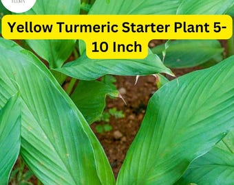1 Yellow Turmeric Live Plant, Curcuma longa, 5-10 Inch Flowering Ginger Root