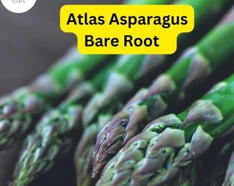 25 Green Atlas Asparagus Bare Root Plants, 2-Year Crowns