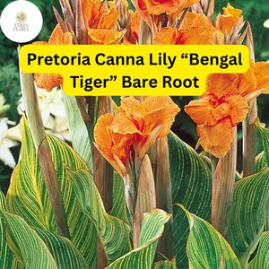 K&ouml;nnte beinhalten: Orangefarbene Canna-Lilien-Bl&uuml;ten mit gr&uuml;n-gelb gestreiften Bl&auml;ttern. Pretoria Canna Lily "Bengal Tiger"  Nackte Wurzel.