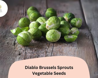 500+ Diablo Brussels Sprouts Seeds | Brassica oleracea | Early-Maturing Hybrid Sprout Variety | Bulk Garden Seeds