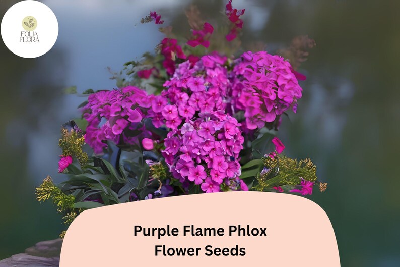 FoliaFlora Phlox Seeds - Thumbnail 3