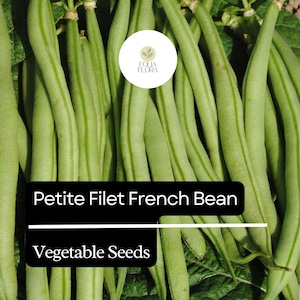May include: A close-up of a bunch of green Petite Fillet French Bean vegetable seeds. The beans are long and slender, with a smooth surface.