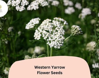 Achillea millefolium occidentalis Seeds | Western Yarrow Native White Flowers (500 Seeds)