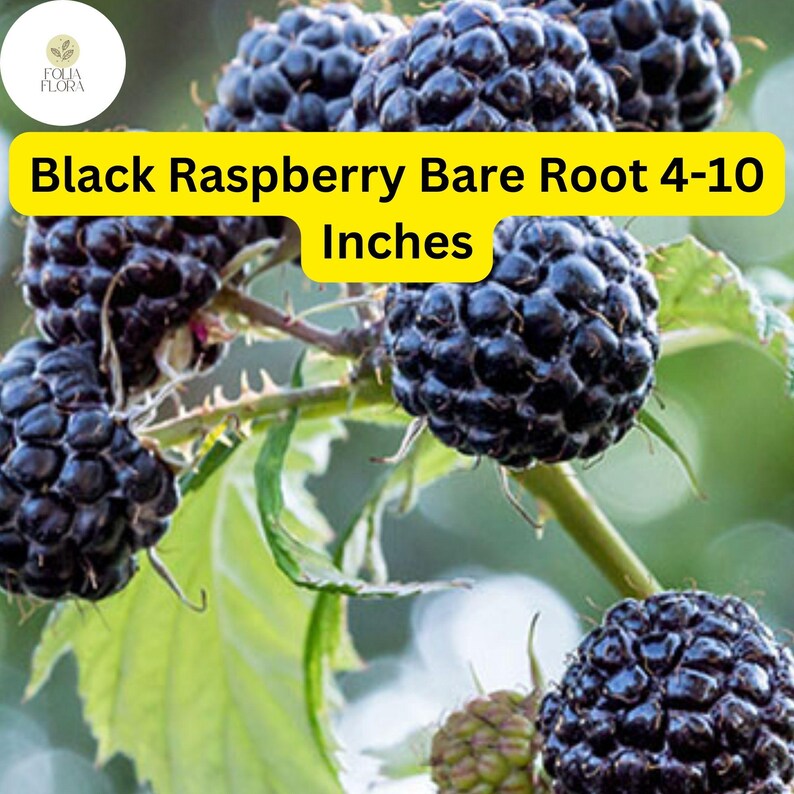 Baby Raspberry Root 10 Bare Root Starter Plants Black Raspberry Plant, Mysore Rubus Niveus ...