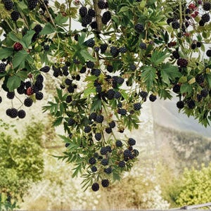 May include: A dense cluster of ripe, dark purple to black blackberries hanging from green leafy branches. The fruit is round and textured, suspended in numerous small groups across the stems, showcasing a bountiful harvest of wild berries.