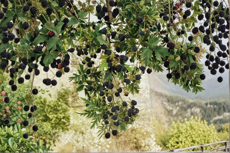May include: A dense cluster of ripe, dark purple to black blackberries hanging from green leafy branches. The fruit is round and textured, suspended in numerous small groups across the stems, showcasing a bountiful harvest of wild berries.