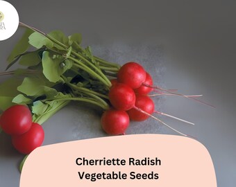 500+ Cherriette Radish Seeds | Crisp, Round, Early-Maturing Radishes for Garden Planting