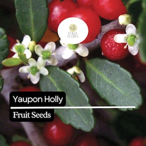 Puede incluir: Primer plano de una planta de acebo Yaupon con bayas rojas, hojas verdes y peque&ntilde;as flores blancas. El texto "Yaupon Holly Fruit Seeds" est&aacute; presente.