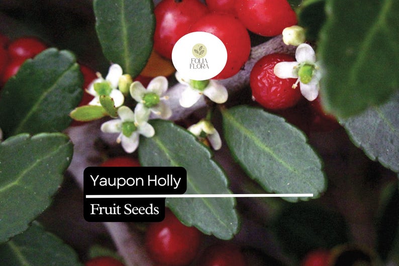 Puede incluir: Primer plano de una planta de acebo Yaupon con bayas rojas, hojas verdes y peque&ntilde;as flores blancas. El texto "Yaupon Holly Fruit Seeds" est&aacute; presente.