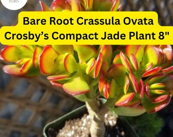 Planta De Jade - Crassula Ovata