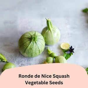 May include: Two round, light green Ronde de Nice squash with textured skin are displayed. The image also includes several smaller squash, green leaves, and a slice of lemon. The text "Ronde de Nice Squash Vegetable Seeds" is at the bottom.