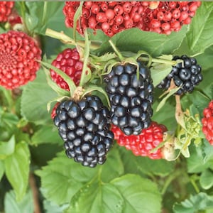 May include: A cluster of ripe, glossy black blackberries and several round, textured red berries growing on a green leafy plant. The dark, segmented blackberries contrast with the vibrant red, spherical fruit and the surrounding foliage.