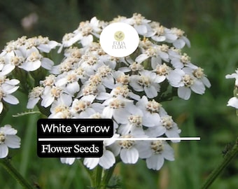 2500 Seeds White Yarrow, Achillea Millefolium, Hardy Perennial Wildflower for Pollinator Gardens