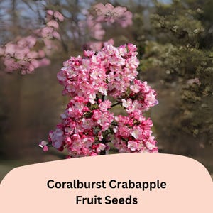 May include: A close-up of a Coralburst Crabapple tree with vibrant pink and white blossoms. The image features a cluster of flowers in full bloom, set against a blurred background of green trees and a light peach-colored banner with the text "Coralburst Crabapple Fruit Seeds."