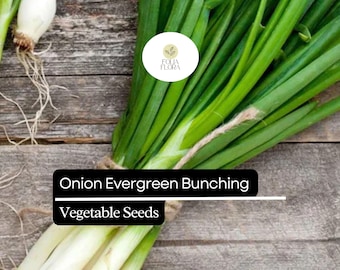250mg Onion Evergreen Bunching Seeds – Allium fistulosum, Hardy Green Onion Vegetable