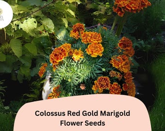 May include: A vibrant image of Colossus Red Gold Marigold flower seeds. The flowers are a rich orange and red hue, with lush green foliage. The image includes the text "Colossus Red Gold Marigold Flower Seeds".