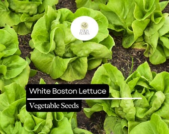 May include: Close-up of vibrant green White Boston lettuce plants growing in soil. The image includes text that reads "White Boston Lettuce Vegetable Seeds". A logo for Folia Flora is also visible.