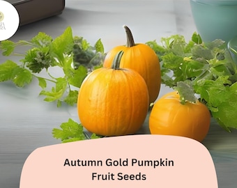 Autumn Gold Pumpkin Seeds | 7-10 lb Early Orange Fruits