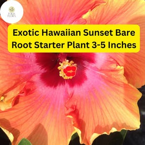 1 Hibiscus rosa-sinensis 'Hawaiian Sunset Fiesta' - Exotic Hibiscus Bare Root Starter Live Plant 3-5 Inches