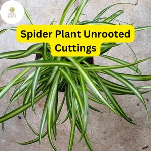May include: A close-up of a spider plant cutting with green and white striped leaves. The plant is unrooted and ready to be planted. The text "Spider Plant Unrooted Cuttings" is written in yellow on a black background.