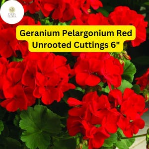 May include: Close-up of bright red geranium pelargonium cuttings, unrooted and 6 inches long.