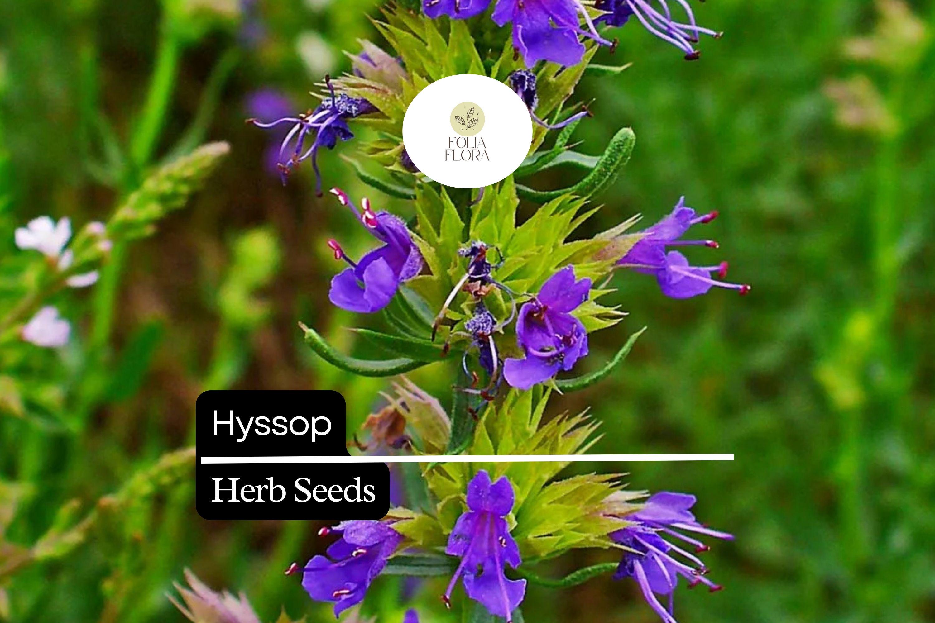 Hyssop (Hyssopus officinalis) bio zaad