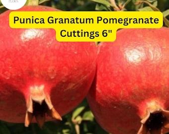 May include: Two ripe red pomegranates, one partially cut open, with the text "Punica Granatum Pomegranate Cuttings 6" in yellow on a white background.