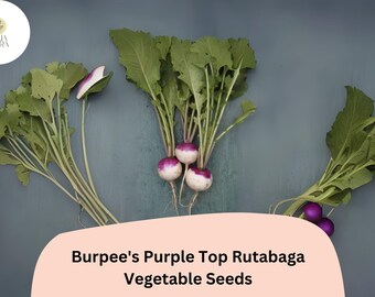 500+ Burpee’s Purple Top Rutabaga Seeds – Heirloom Brassica Seeds for Garden Planting