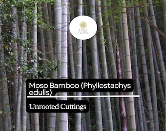 1 Unrooted Cuttings Moso Bamboo Plant (Phyllostachys edulis) Big Live Plant for Garden