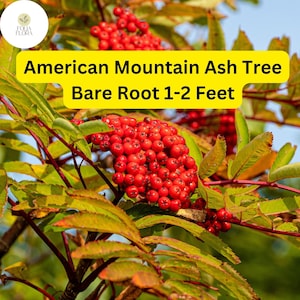 May include: A close-up of a mountain ash tree with red berries. The tree is labeled "American Mountain Ash Tree Bare Root 1-2 Feet".