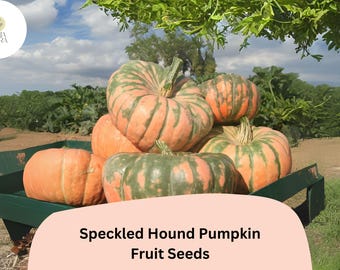 Speckled Hound Pumpkin Seeds | Rare Heirloom Squash Variety