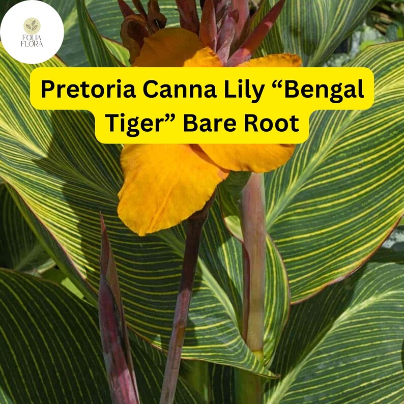 K&ouml;nnte beinhalten: Nahaufnahme einer Canna-Pflanze mit gelben Bl&uuml;ten und gr&uuml;n-gelb gestreiften Bl&auml;ttern. Die Pflanze ist mit "Pretoria Canna Lily "Bengal Tiger" Bare Root" beschriftet.