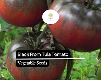 Black From Tula Tomato Seeds – Heirloom Beefsteak, High-Yielding
