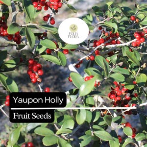 Puede incluir: Primer plano de una planta de acebo Yaupon con bayas rojas brillantes y hojas verdes. La imagen incluye el texto "Yaupon Holly Fruit Seeds" y un logotipo circular con el texto "Folia Flora".