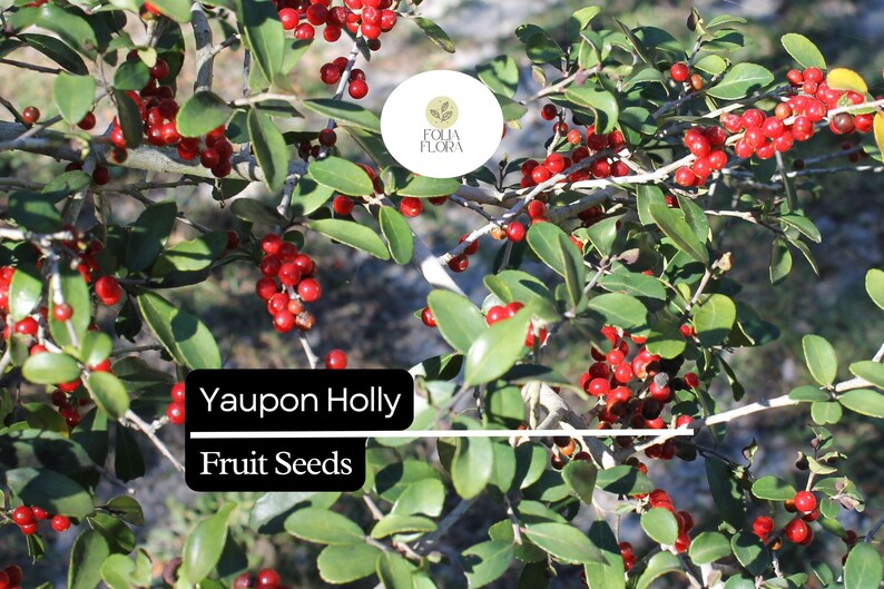 Puede incluir: Primer plano de una planta de acebo Yaupon con bayas rojas brillantes y hojas verdes. La imagen incluye el texto "Yaupon Holly Fruit Seeds" y un logotipo circular con el texto "Folia Flora".
